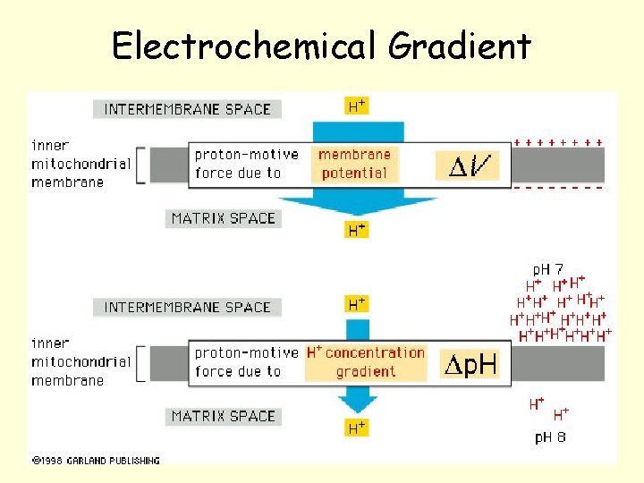 Electrochemical Gradient Electrochemical Gradient