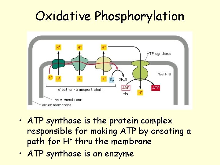 Oxidative Phosphorylation • ATP synthase is the protein complex responsible for making ATP by Oxidative Phosphorylation • ATP synthase is the protein complex responsible for making ATP by