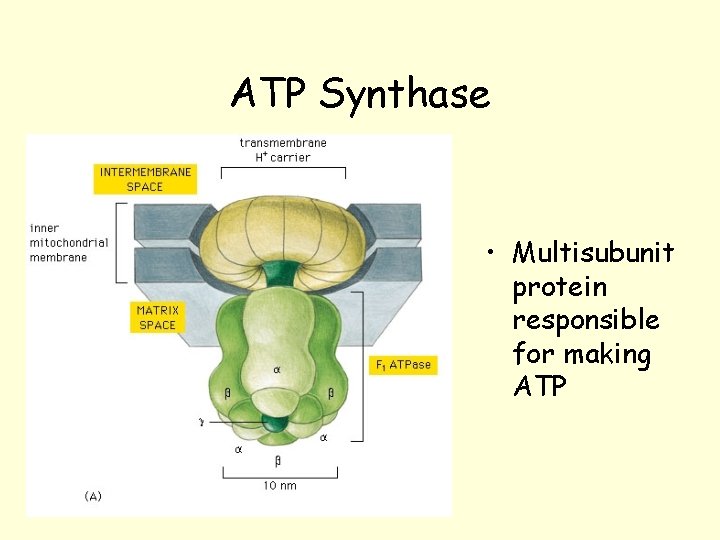 ATP Synthase • Multisubunit protein responsible for making ATP ATP Synthase • Multisubunit protein responsible for making ATP