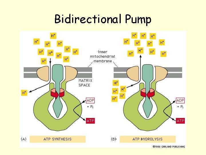 Bidirectional Pump Bidirectional Pump