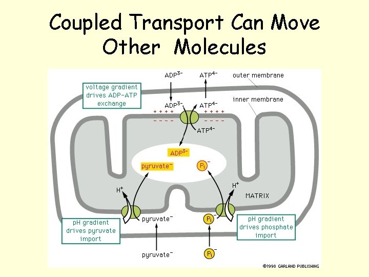 Coupled Transport Can Move Other Molecules Coupled Transport Can Move Other Molecules