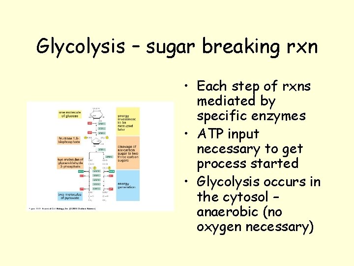 Glycolysis – sugar breaking rxn • Each step of rxns mediated by specific enzymes Glycolysis – sugar breaking rxn • Each step of rxns mediated by specific enzymes