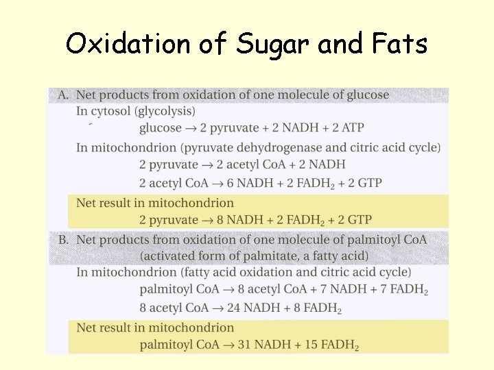 Oxidation of Sugar and Fats Oxidation of Sugar and Fats