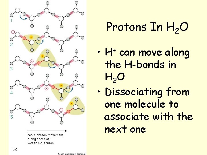 Protons In H 2 O • H+ can move along the H-bonds in H Protons In H 2 O • H+ can move along the H-bonds in H