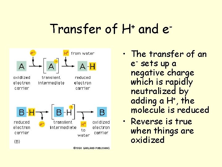 Transfer of H+ and e • The transfer of an e- sets up a Transfer of H+ and e • The transfer of an e- sets up a