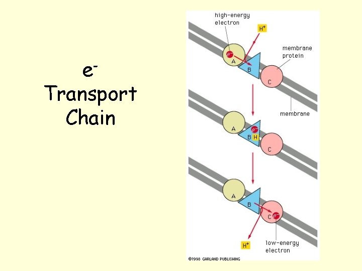 e. Transport Chain e. Transport Chain
