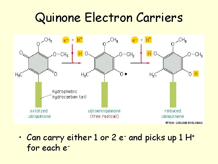 Quinone Electron Carriers • Can carry either 1 or 2 e- and picks up Quinone Electron Carriers • Can carry either 1 or 2 e- and picks up