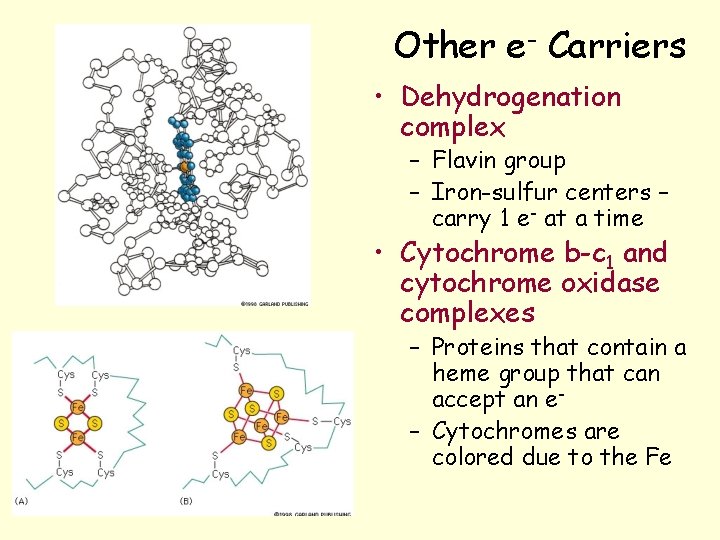 Other e- Carriers • Dehydrogenation complex – Flavin group – Iron-sulfur centers – carry Other e- Carriers • Dehydrogenation complex – Flavin group – Iron-sulfur centers – carry
