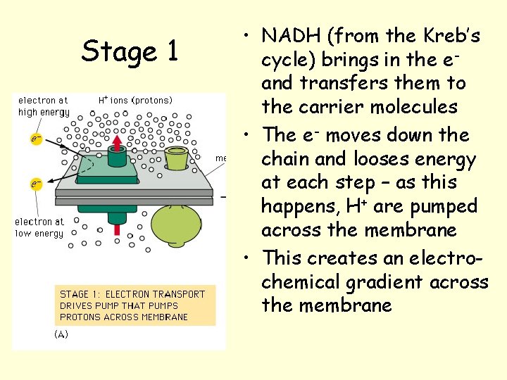 Stage 1 • NADH (from the Kreb’s cycle) brings in the eand transfers them Stage 1 • NADH (from the Kreb’s cycle) brings in the eand transfers them