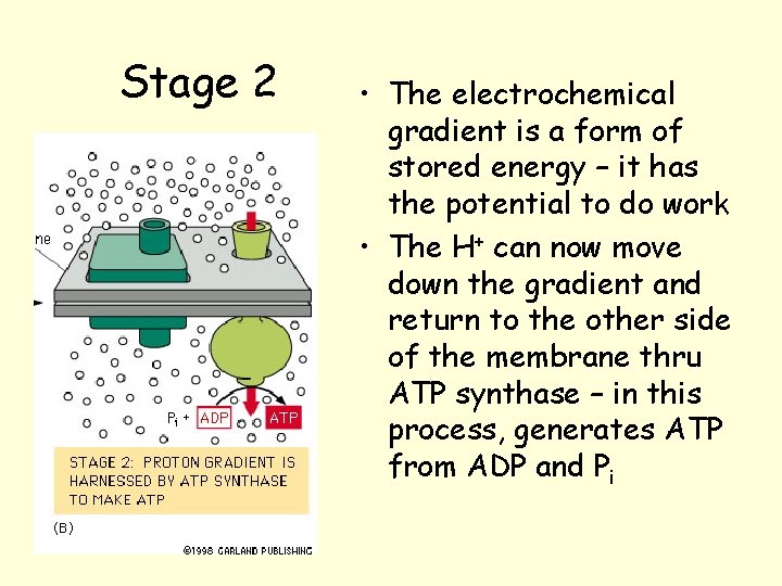 Stage 2 • The electrochemical gradient is a form of stored energy – it Stage 2 • The electrochemical gradient is a form of stored energy – it