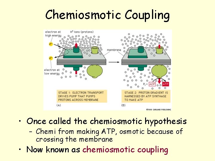Chemiosmotic Coupling • Once called the chemiosmotic hypothesis – Chemi from making ATP, osmotic Chemiosmotic Coupling • Once called the chemiosmotic hypothesis – Chemi from making ATP, osmotic