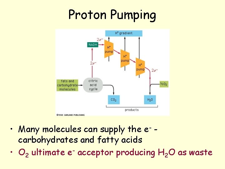 Proton Pumping • Many molecules can supply the e- carbohydrates and fatty acids • Proton Pumping • Many molecules can supply the e- carbohydrates and fatty acids •