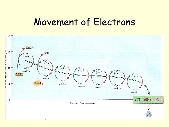 Movement of Electrons Movement of Electrons