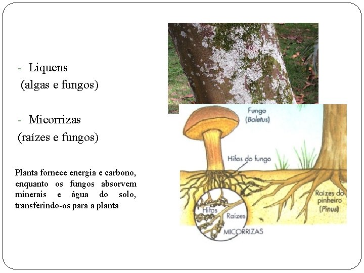 - Liquens (algas e fungos) - Micorrizas (raízes e fungos) Planta fornece energia e