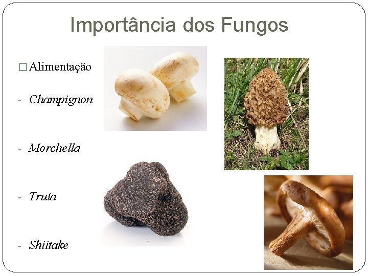 Importância dos Fungos � Alimentação - Champignon - Morchella - Truta - Shiitake 
