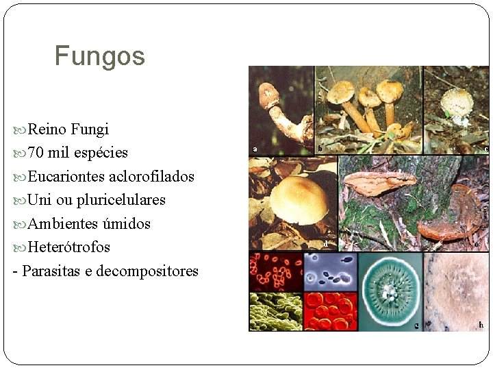 Fungos Reino Fungi 70 mil espécies Eucariontes aclorofilados Uni ou pluricelulares Ambientes úmidos Heterótrofos