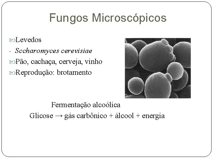 Fungos Microscópicos Levedos - Sccharomyces cerevisiae Pão, cachaça, cerveja, vinho Reprodução: brotamento Fermentação alcoólica