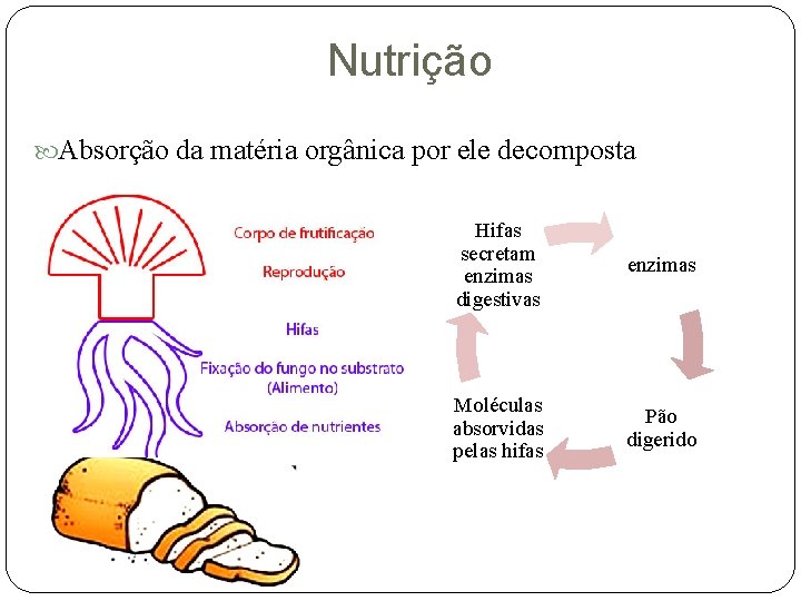 Nutrição Absorção da matéria orgânica por ele decomposta Hifas secretam enzimas digestivas enzimas Moléculas