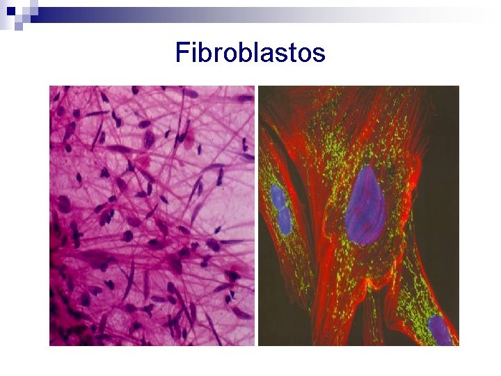 Fibroblastos 