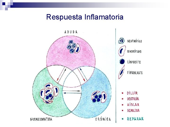 Respuesta Inflamatoria 