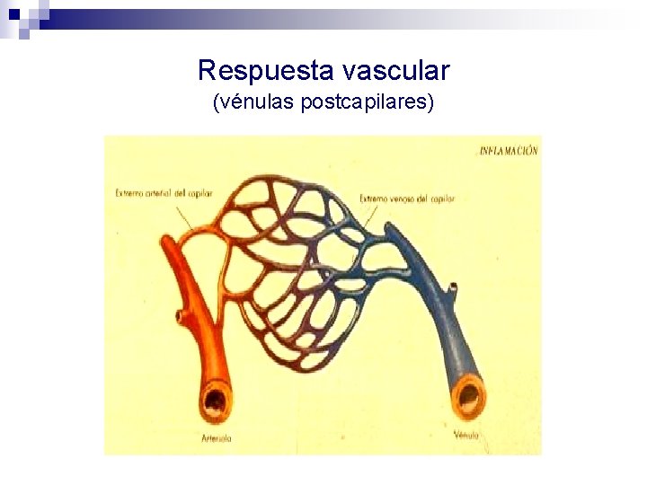 Respuesta vascular (vénulas postcapilares) 