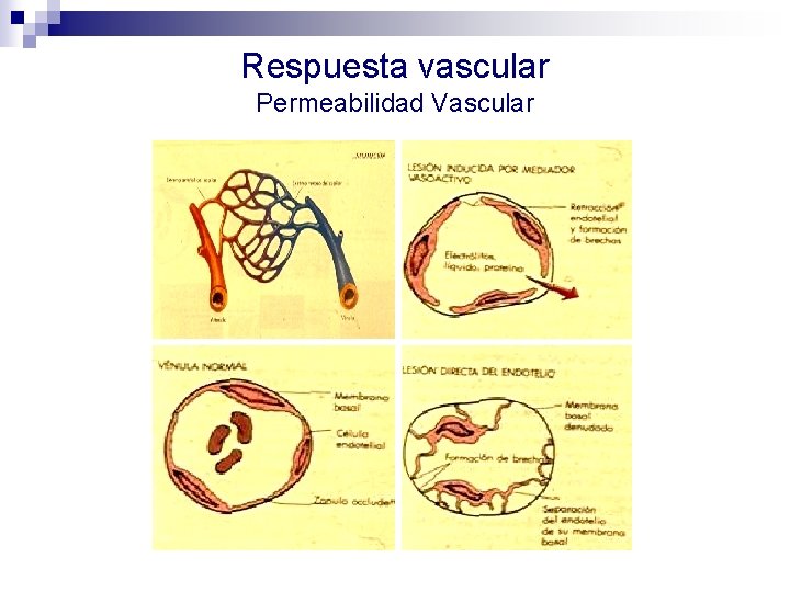 Respuesta vascular Permeabilidad Vascular 