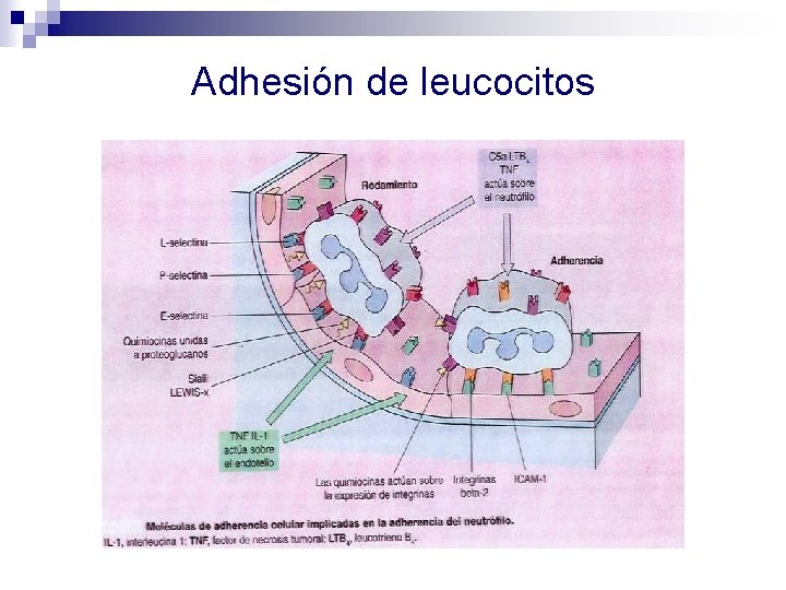 Adhesión de leucocitos 