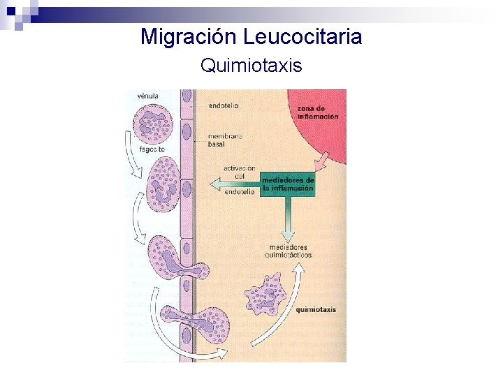 Migración Leucocitaria Quimiotaxis 