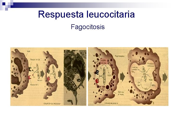 Respuesta leucocitaria Fagocitosis 