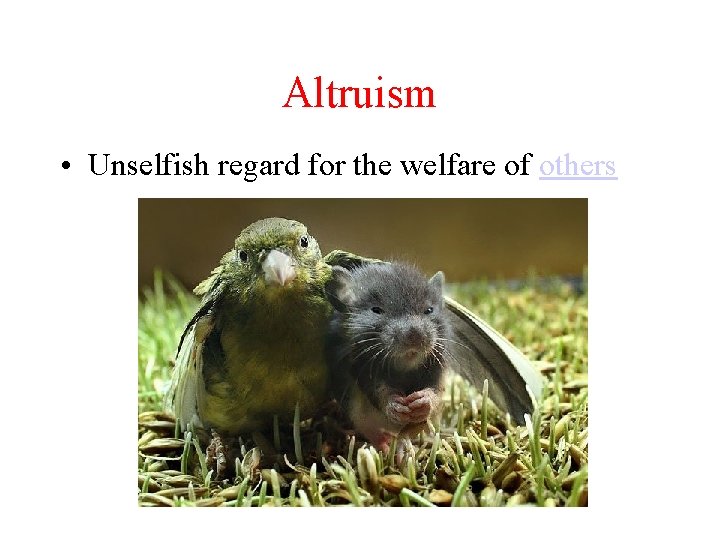 Altruism • Unselfish regard for the welfare of others 