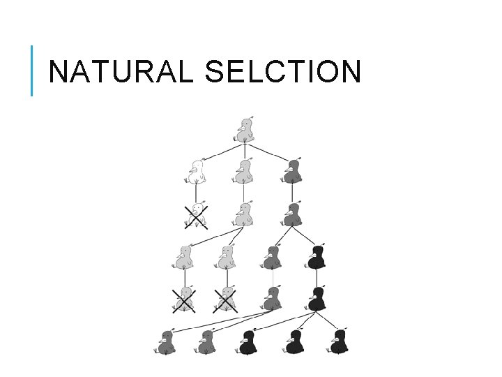 NATURAL SELCTION 