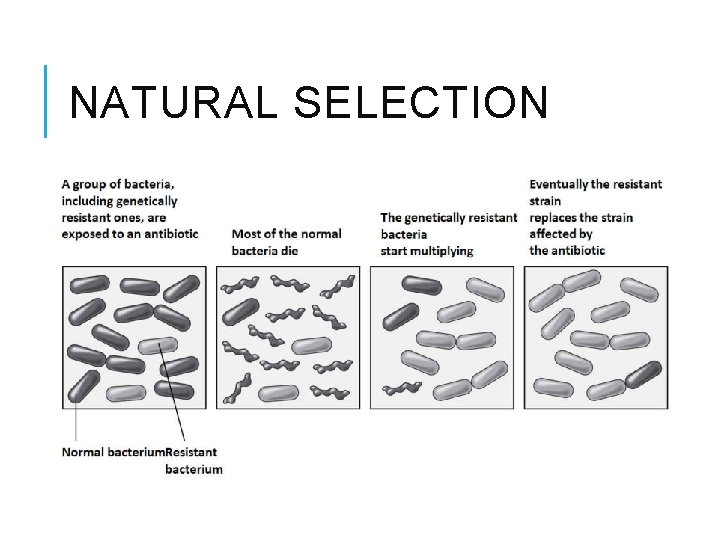 NATURAL SELECTION 