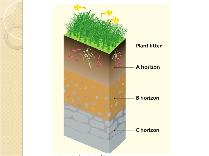 Soil Profiles Soil Profiles