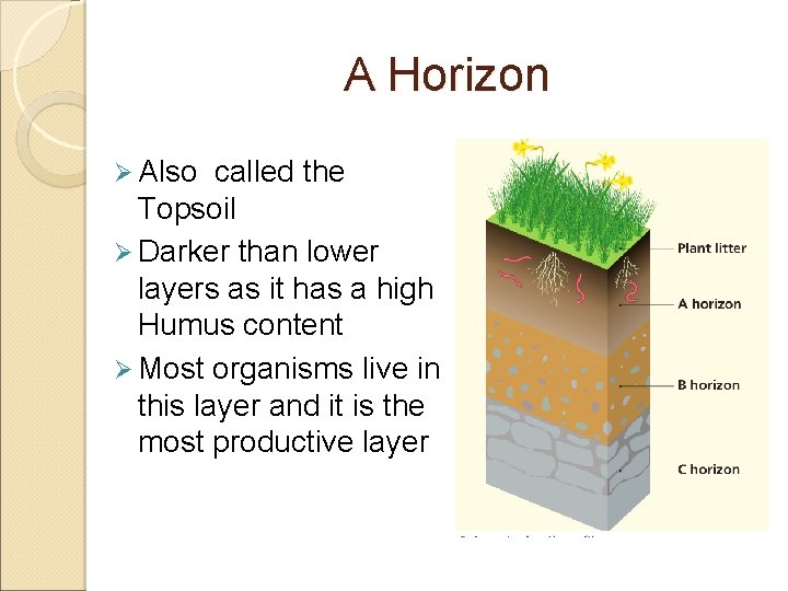 A Horizon Ø Also called the Topsoil Ø Darker than lower layers as it A Horizon Ø Also called the Topsoil Ø Darker than lower layers as it