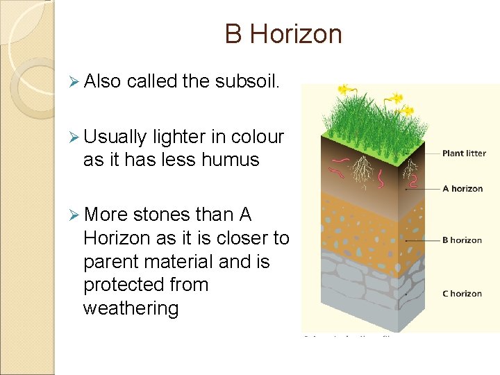 B Horizon Ø Also called the subsoil. Ø Usually lighter in colour as it B Horizon Ø Also called the subsoil. Ø Usually lighter in colour as it