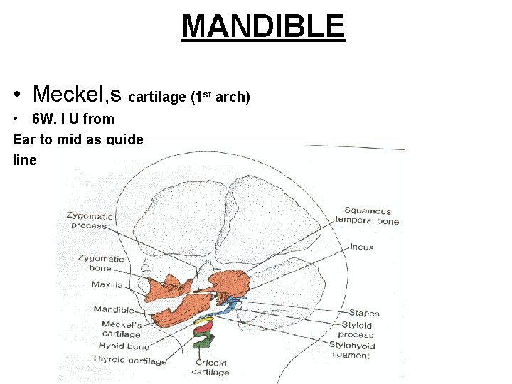 MANDIBLE • Meckel, s cartilage (1 st arch) • 6 W. I U from