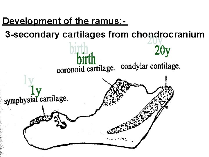 Development of the ramus: 3 -secondary cartilages from chondrocranium 