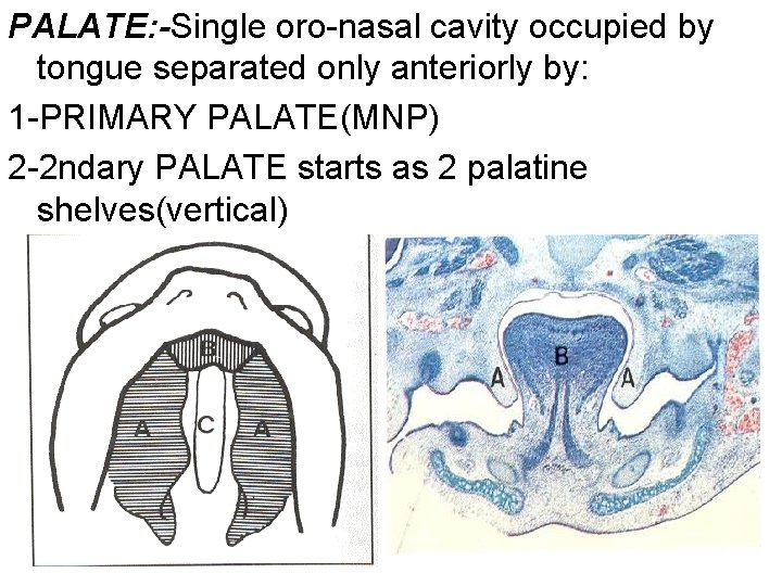 PALATE: -Single oro-nasal cavity occupied by tongue separated only anteriorly by: 1 -PRIMARY PALATE(MNP)