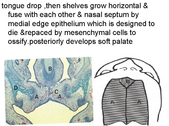 tongue drop , then shelves grow horizontal & fuse with each other & nasal