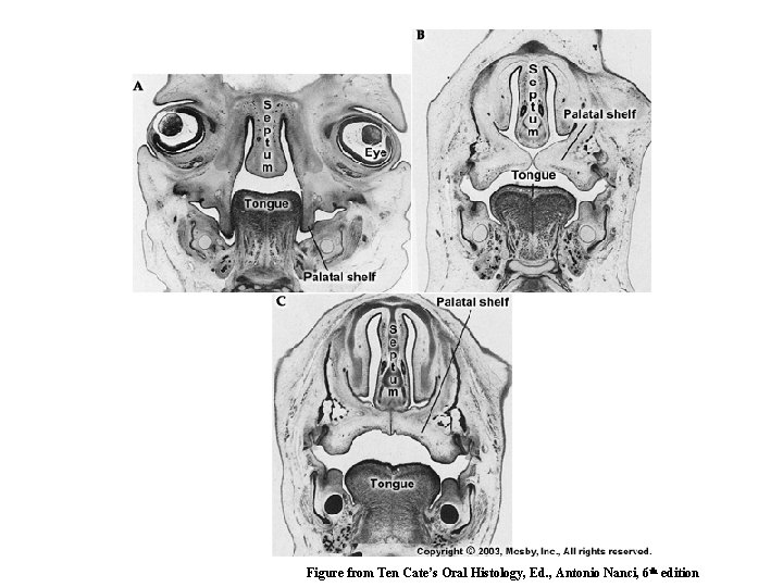 Figure from Ten Cate’s Oral Histology, Ed. , Antonio Nanci, 6 th edition 