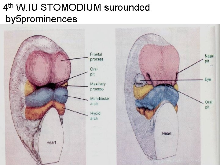 4 th W. IU STOMODIUM surounded by 5 prominences 