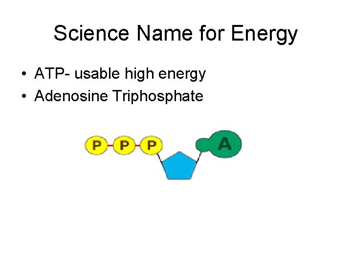 Science Name for Energy • ATP- usable high energy • Adenosine Triphosphate 