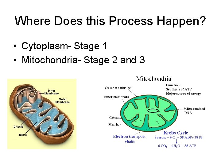 Where Does this Process Happen? • Cytoplasm- Stage 1 • Mitochondria- Stage 2 and