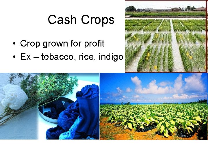 Cash Crops • Crop grown for profit • Ex – tobacco, rice, indigo 
