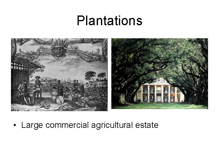 Plantations • Large commercial agricultural estate 