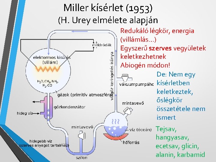 Miller kísérlet (1953) (H. Urey elmélete alapján Redukáló légkör, energia (villámlás…) Egyszerű szerves vegyületek