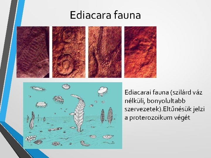 Ediacara fauna Ediacarai fauna (szilárd váz nélküli, bonyolultabb szervezetek). Eltűnésük jelzi a proterozoikum végét
