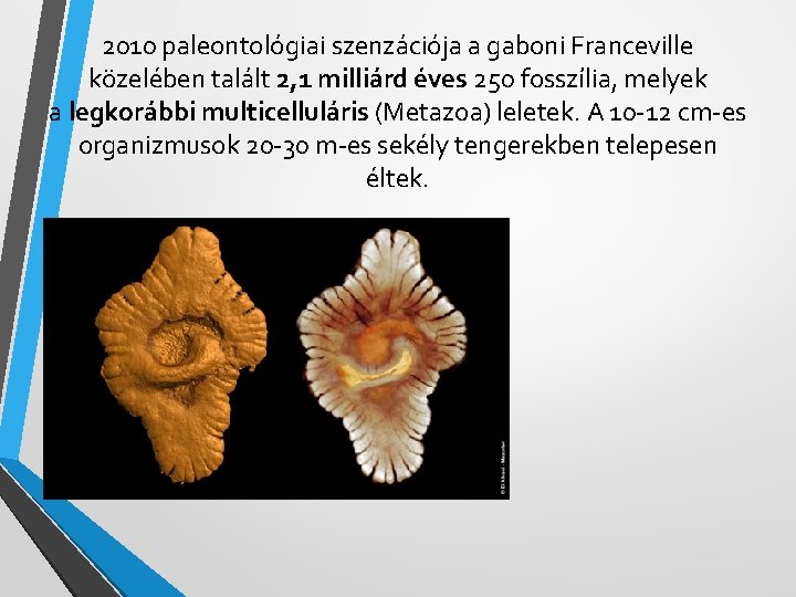 2010 paleontológiai szenzációja a gaboni Franceville közelében talált 2, 1 milliárd éves 250 fosszília,