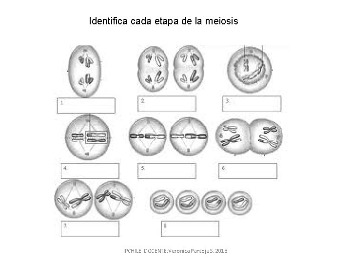 Identifica cada etapa de la meiosis IPCHILE DOCENTE: Veronica Pantoja S. 2013 