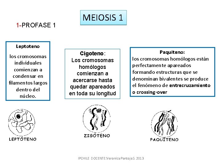 1 -PROFASE 1 MEIOSIS 1 Leptoteno los cromosomas individuales comienzan a condensar en filamentos